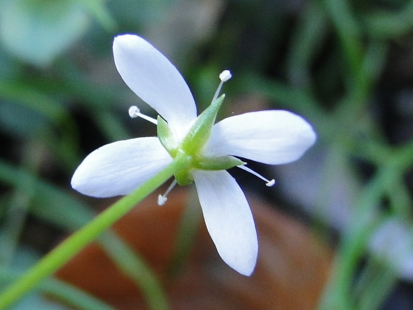 Moehringia muscosa / Erba paglina